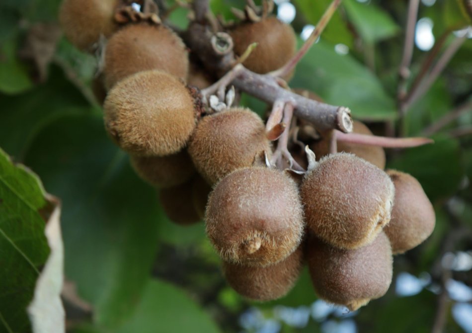 Kiwi 'Moniek'