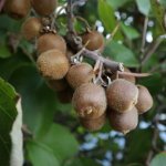 Kiwi 'Moniek'