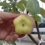 Apistar
