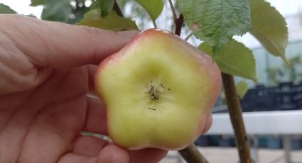 Appelboom 'Apistar' ® - vanaf € 21,99 - Consumptieappelbomen
