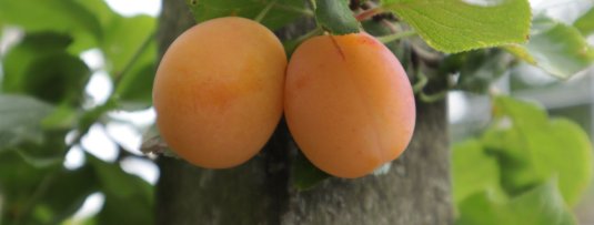 Zelf fruit kweken met kinderen Zelf fruit kweken met kinderen