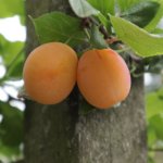 Zelf fruit kweken met kinderen