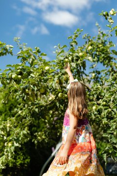 Kind op ladder plukt peren
