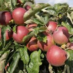 De beste fruitbomen voor beginners: deze fruitbomen zijn onderhoudsvrij en gezond