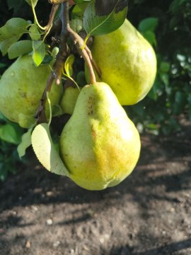 Williams peren in een tak