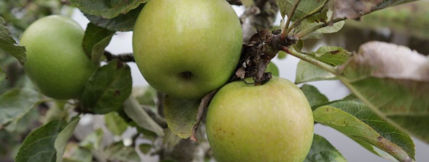 Appelboom 'Green Sensation' Appel 'Green Sensation'