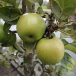 Appelboom 'Green Sensation'