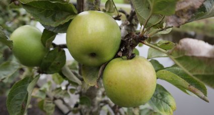 Appelboom 'Green <em>Sensation</em>' - vanaf € 18,99 - Consumptieappelbomen