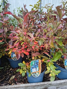 Blauwe bes Rancocas struik