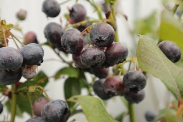 Blauwe bes Bluecrop