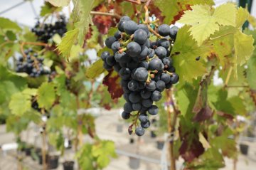 Blauwe Dornfelder druiven in Nederland