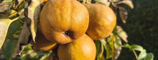 Welke fruitbomen groeien goed in Nederland? Overzicht van soorten
