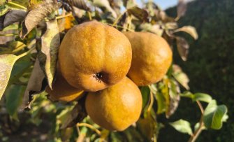 Welke fruitbomen groeien goed in Nederland? Overzicht van soorten