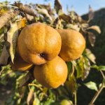 Welke fruitbomen groeien goed in Nederland? Overzicht van soorten