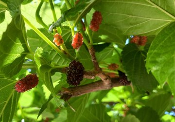 Smakelijke zoete moerbeien in een moerbeiboom