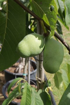 Pawpawboom in pot met prachtige zoete pawpaw vruchten