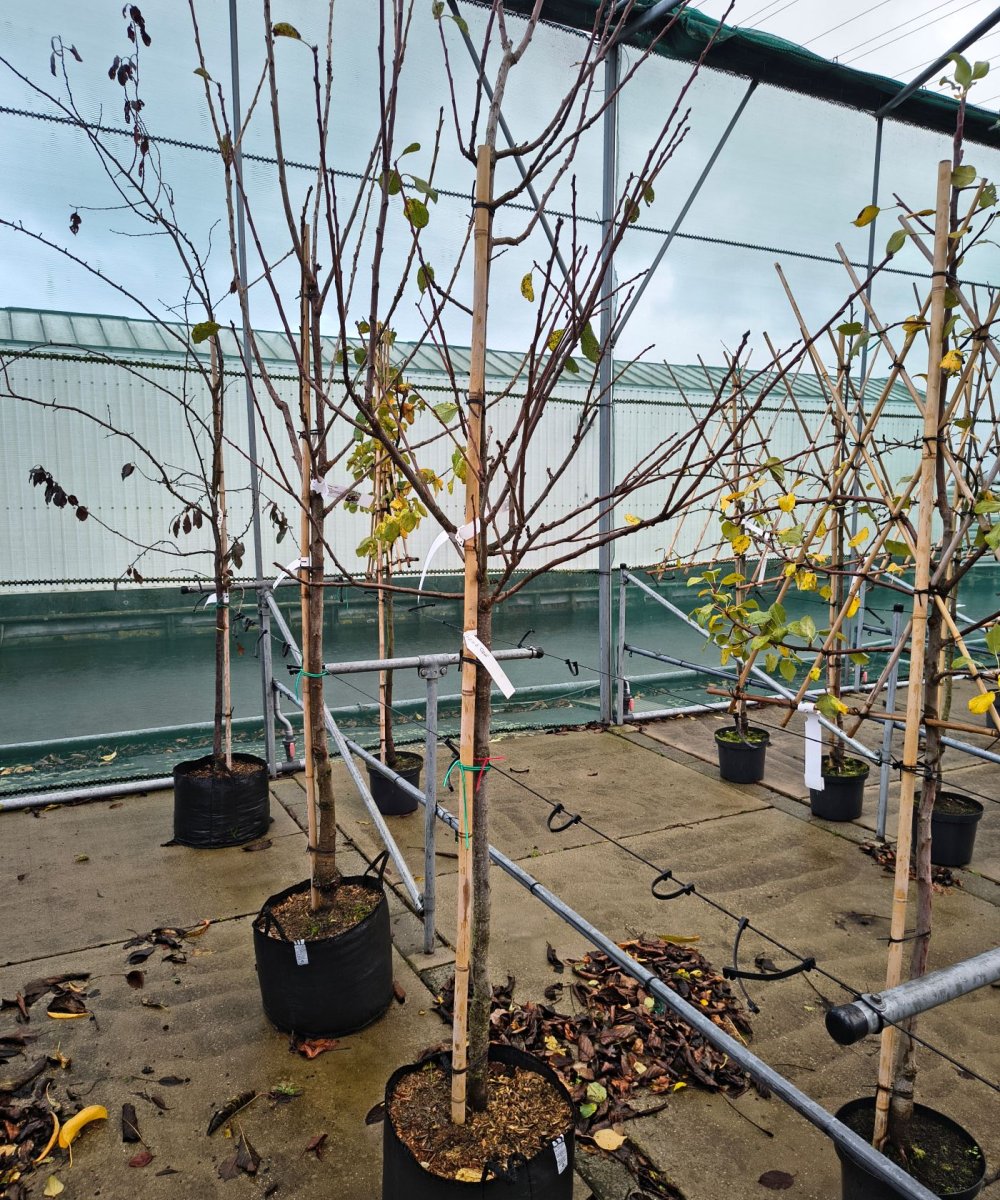 Foto van de karakterfruitboom KB00185