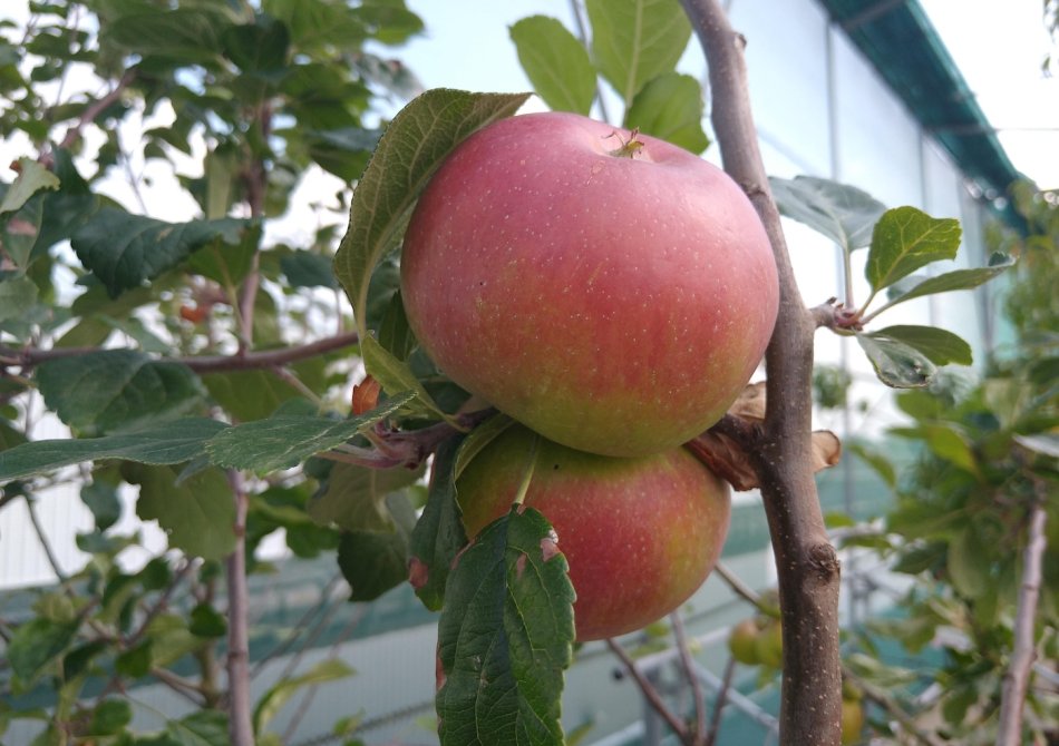 De 5 meest overrated fruitrassen voor de Nederlandse tuin