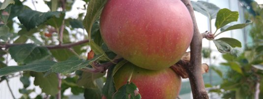 De 5 meest overrated fruitrassen voor de Nederlandse tuin