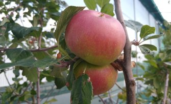 De 5 meest overrated fruitrassen voor de Nederlandse tuin