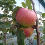 De 5 meest overrated fruitrassen voor de Nederlandse tuin