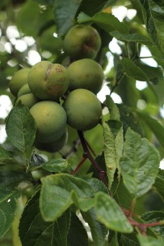 Groene Reine Claude pruimen