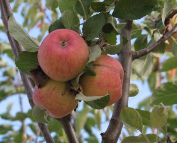 Alkmene appels in boom