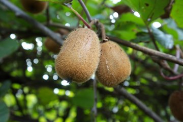Kiwi's in een kiwiplant in Nederland