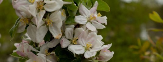Je fruittuin klaar voor het nieuwe seizoen in 10 stappen