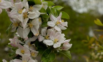 Je fruittuin klaar voor het nieuwe seizoen in 10 stappen