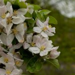 Je fruittuin klaar voor het nieuwe seizoen in 10 stappen