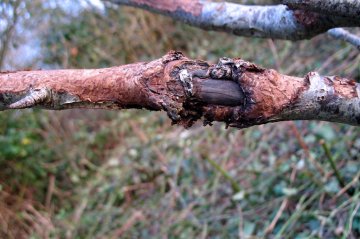 Tak aangetast door vruchtboomkanker