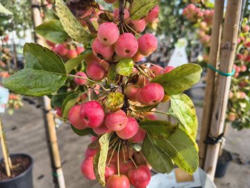 Red Sentinel sierappels in onze winkel