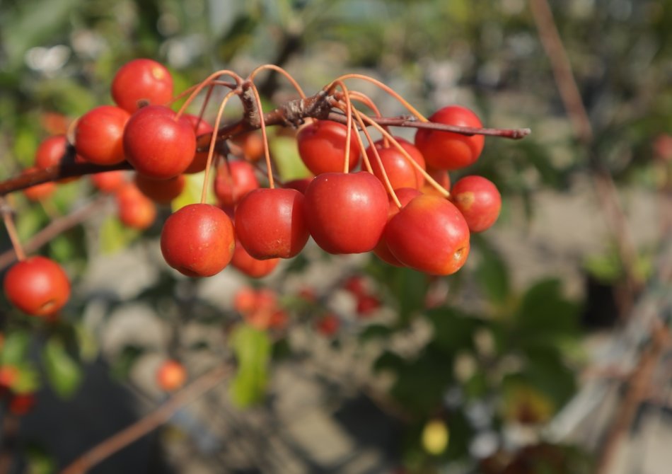 Vier geheimen van de sierappelboom