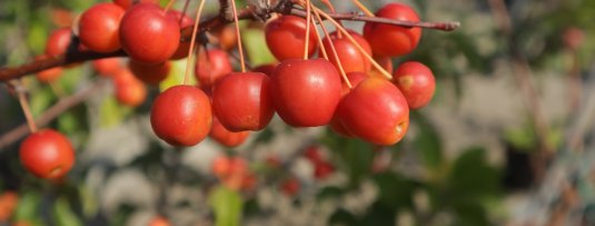 Vier geheimen van de sierappelboom