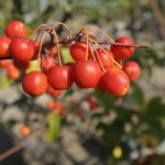 Vier geheimen van de sierappelboom