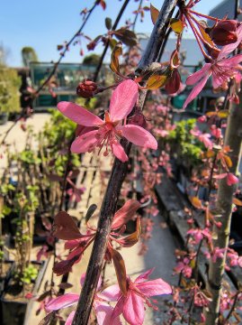 Bloesem van de sierappelboom Royal Beauty