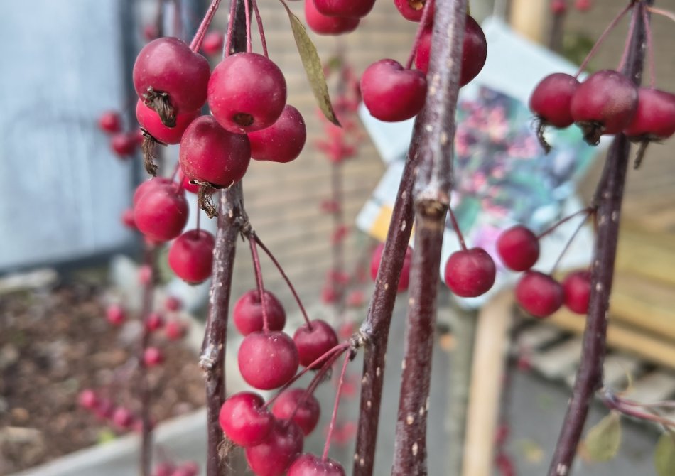 Treurappel 'Royal Beauty'