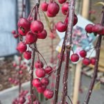 Treur appelboom 'Royal Beauty'