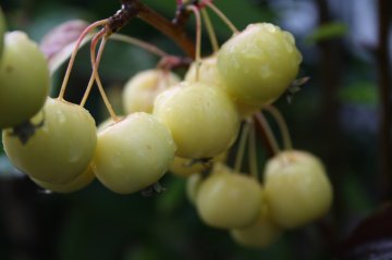 Gele Golden Hornet sierappels
