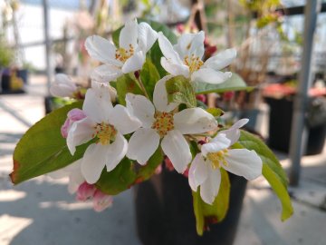 Bloesem van een appelboom