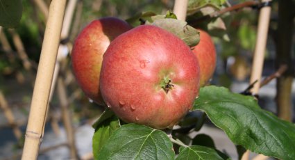 Appelboom 'Dubbele Bellefleur' - vanaf € 18,99 - Consumptieappelbomen