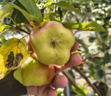 Apistar appelboom