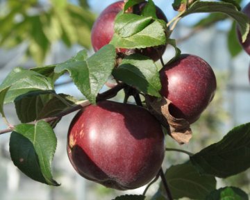 Appels in een appelboom