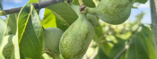 De Pawpaw: al jouw vragen beantwoord over deze bijzondere fruitsoort
