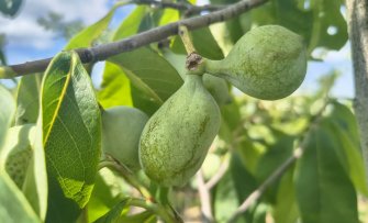De Pawpaw: al jouw vragen beantwoord over deze bijzondere fruitsoort