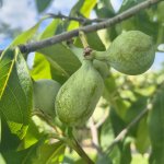 De Pawpaw: al jouw vragen beantwoord over deze bijzondere fruitsoort