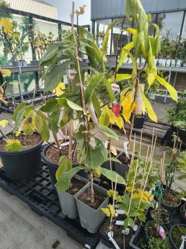 Pawpaw planten in onze winkel