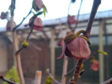 Pawpaw bloemen