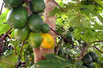 Papaya vruchten